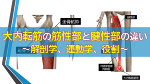 大内転筋の筋性部と腱性部の違い
